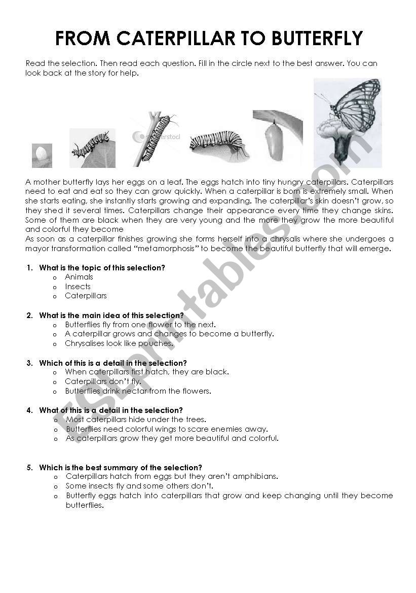 From caterpillar to buterfly worksheet