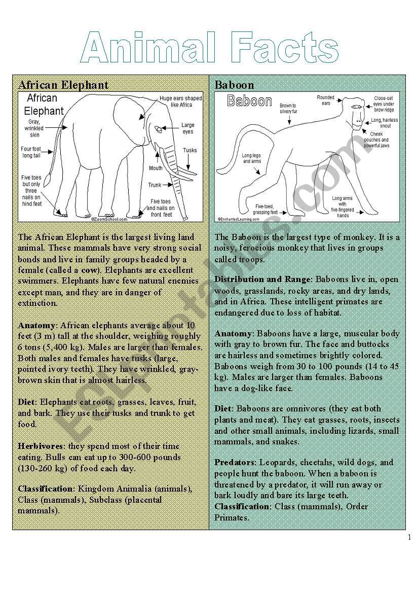 Animal Facts worksheet