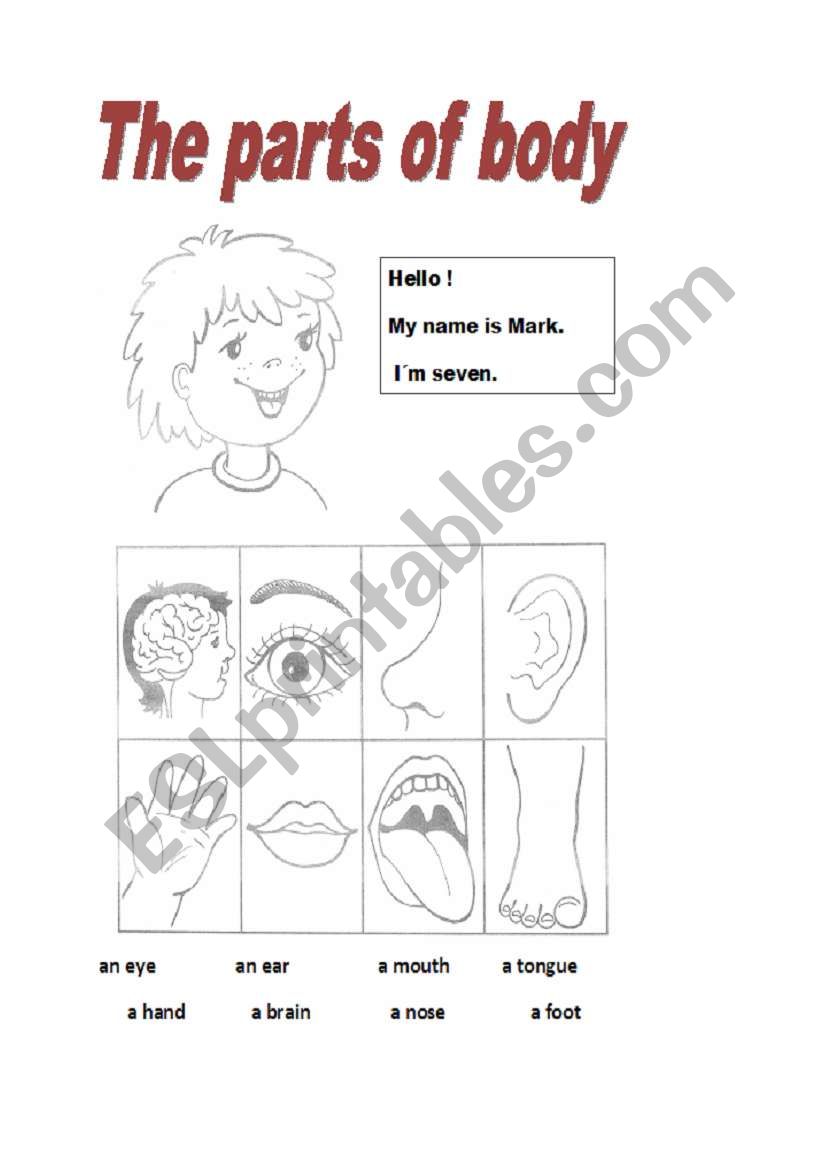 Parts of body worksheet