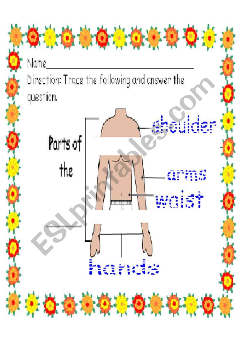 parts of the torso worksheet