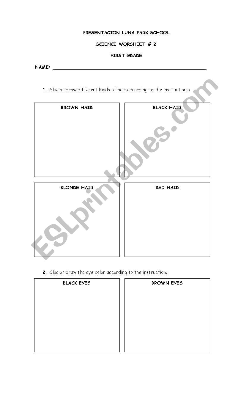 hair and eyes worksheet