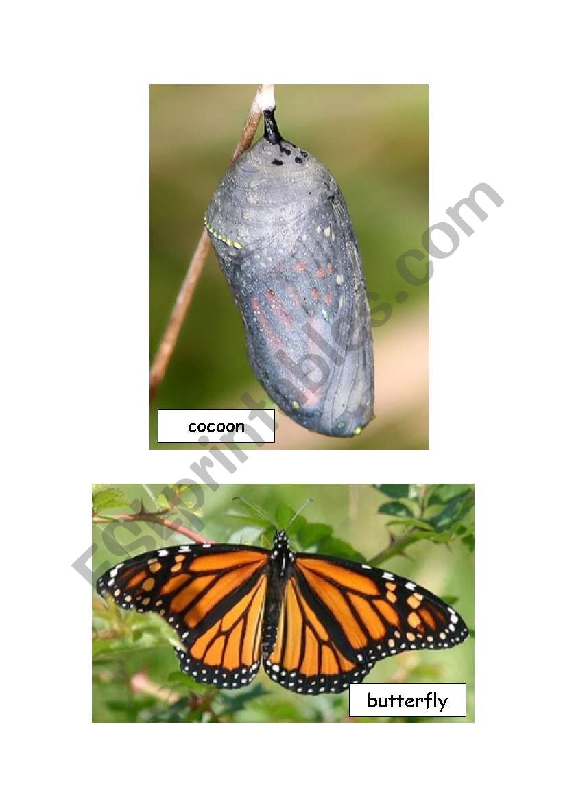 Flashcards - Life Cycle of a Butterfly
