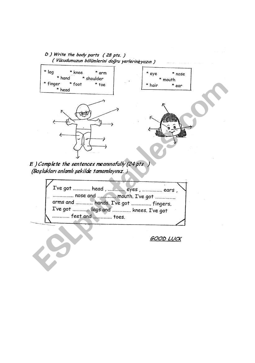 worksheet on body parts worksheet