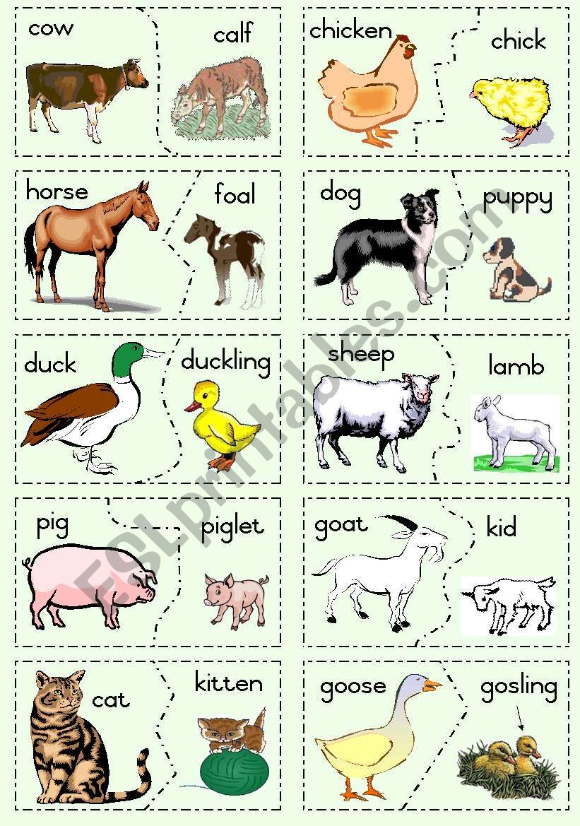 Farm Animals and their young worksheet