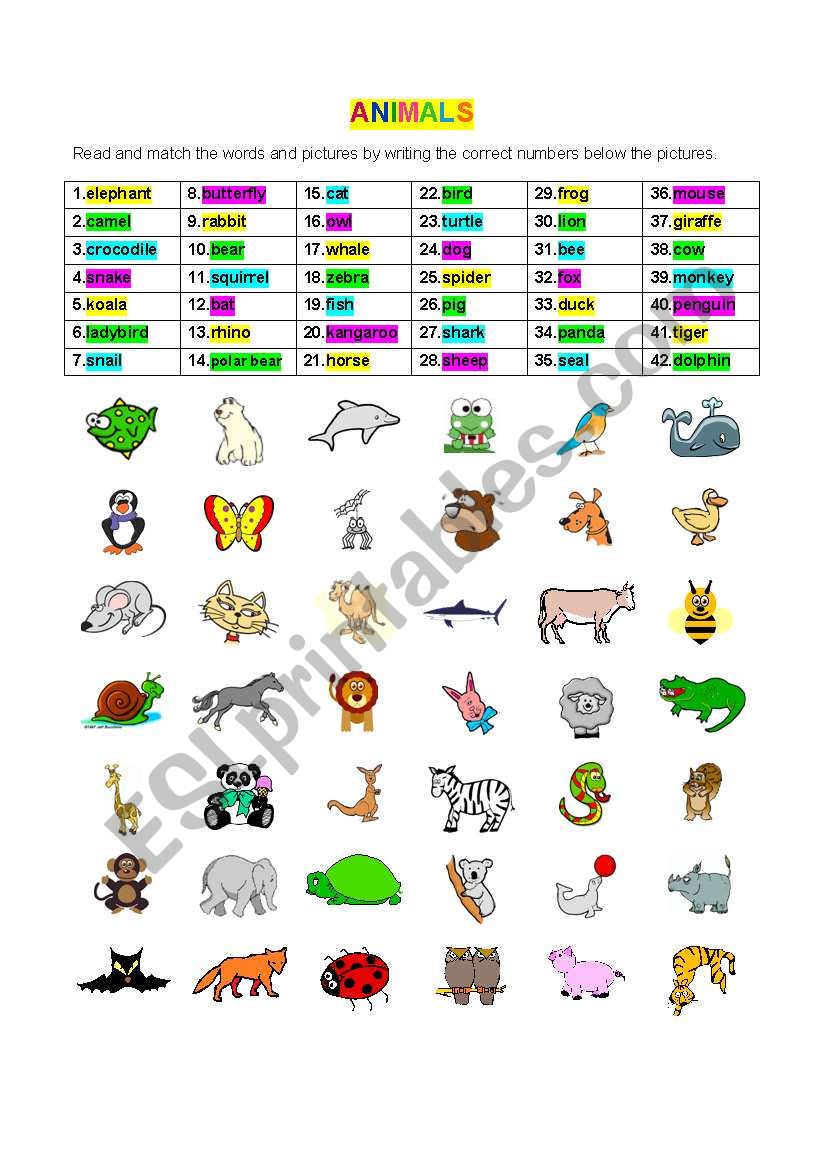 ANIMALS worksheet