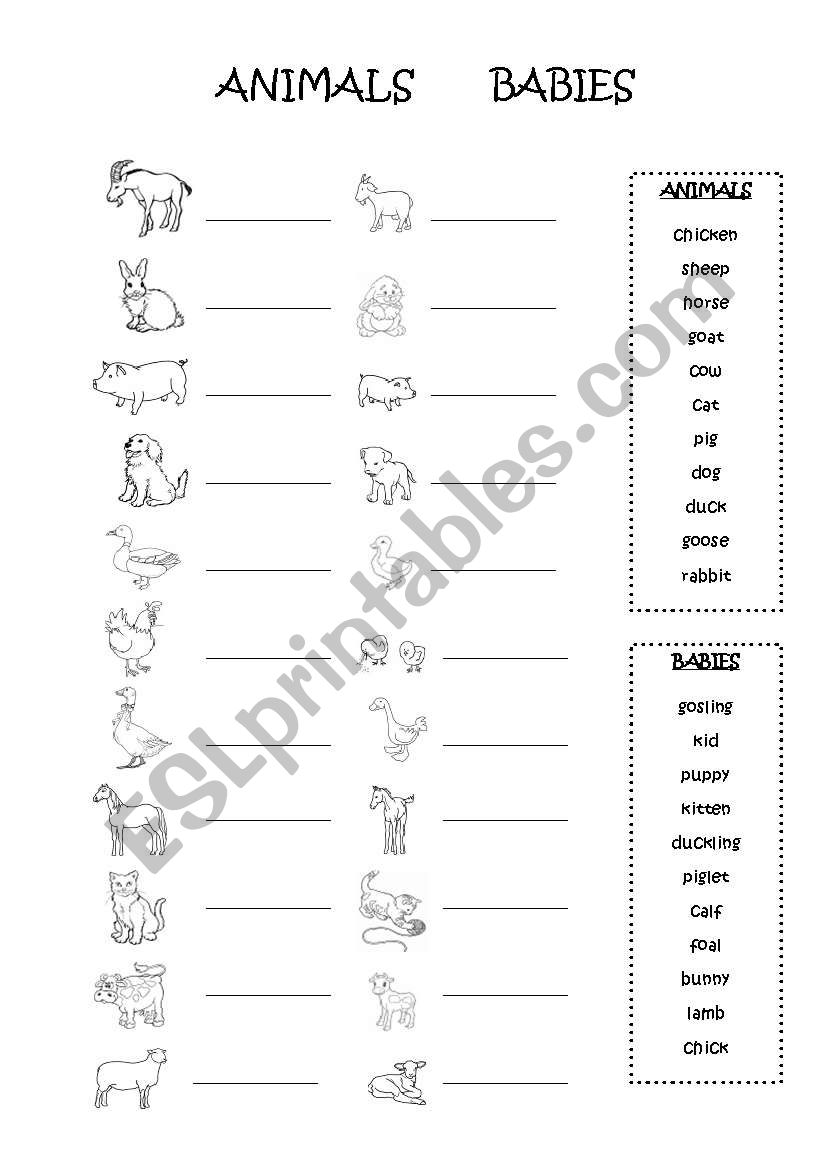 animal babies worksheet