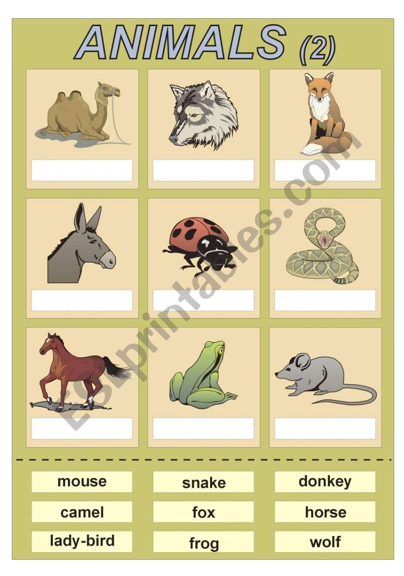 ANIMALS 2 - cut and paste exercise