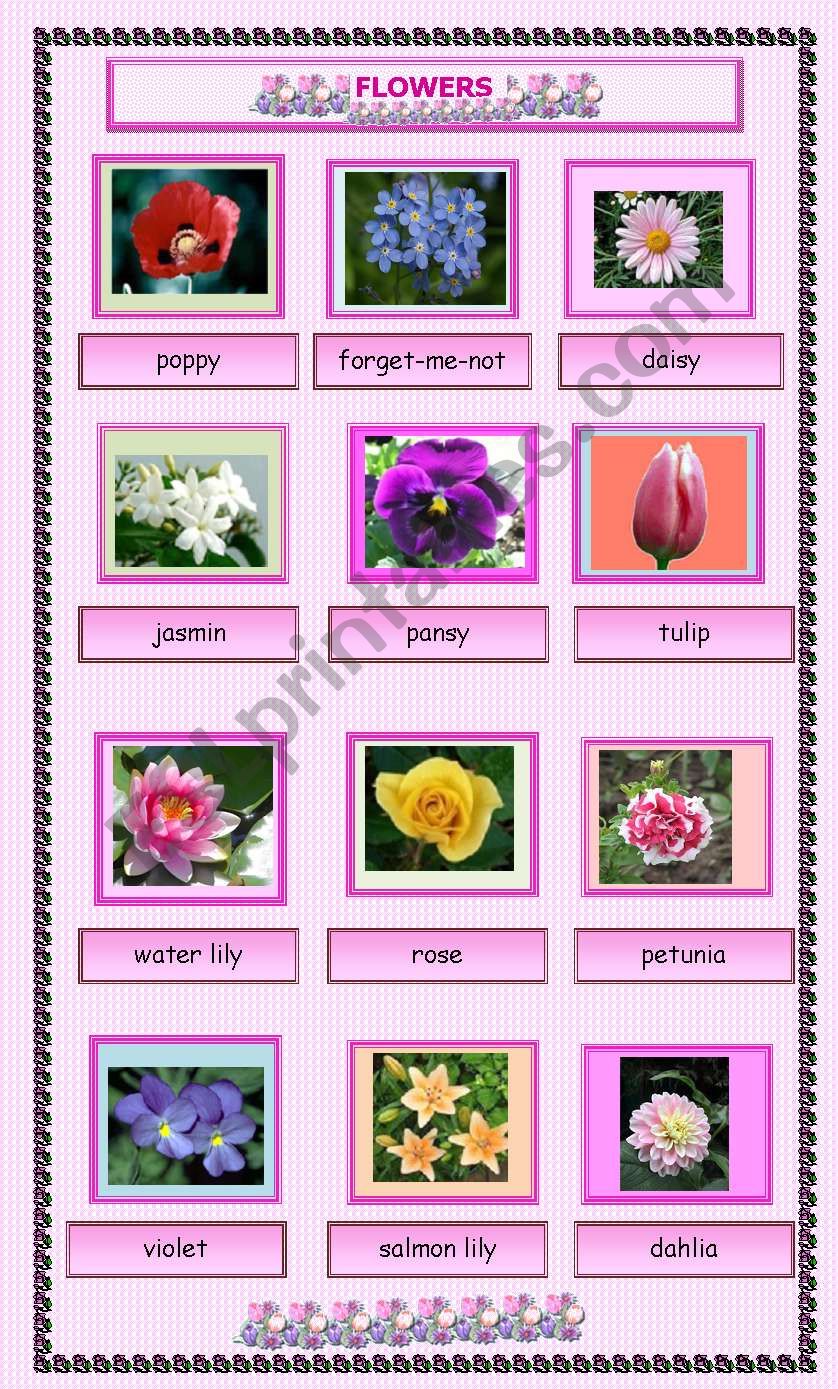 Flowers worksheet