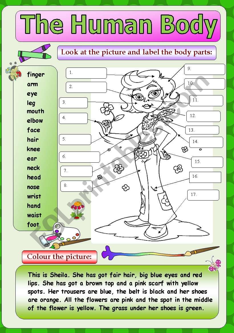 Elementary Human Body Worksheets Free Printable Worksheet