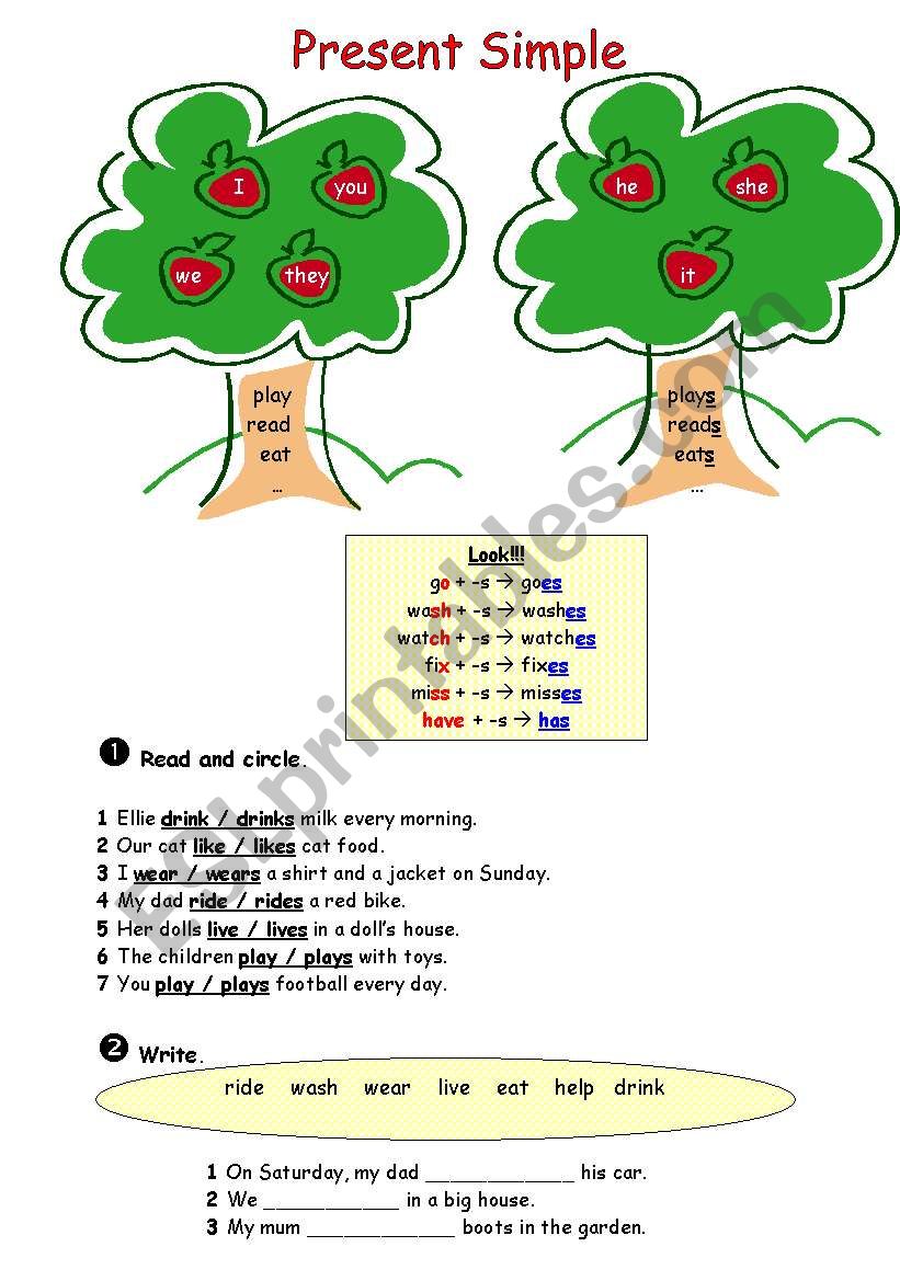 Present Simple (Affirmative & Negative)