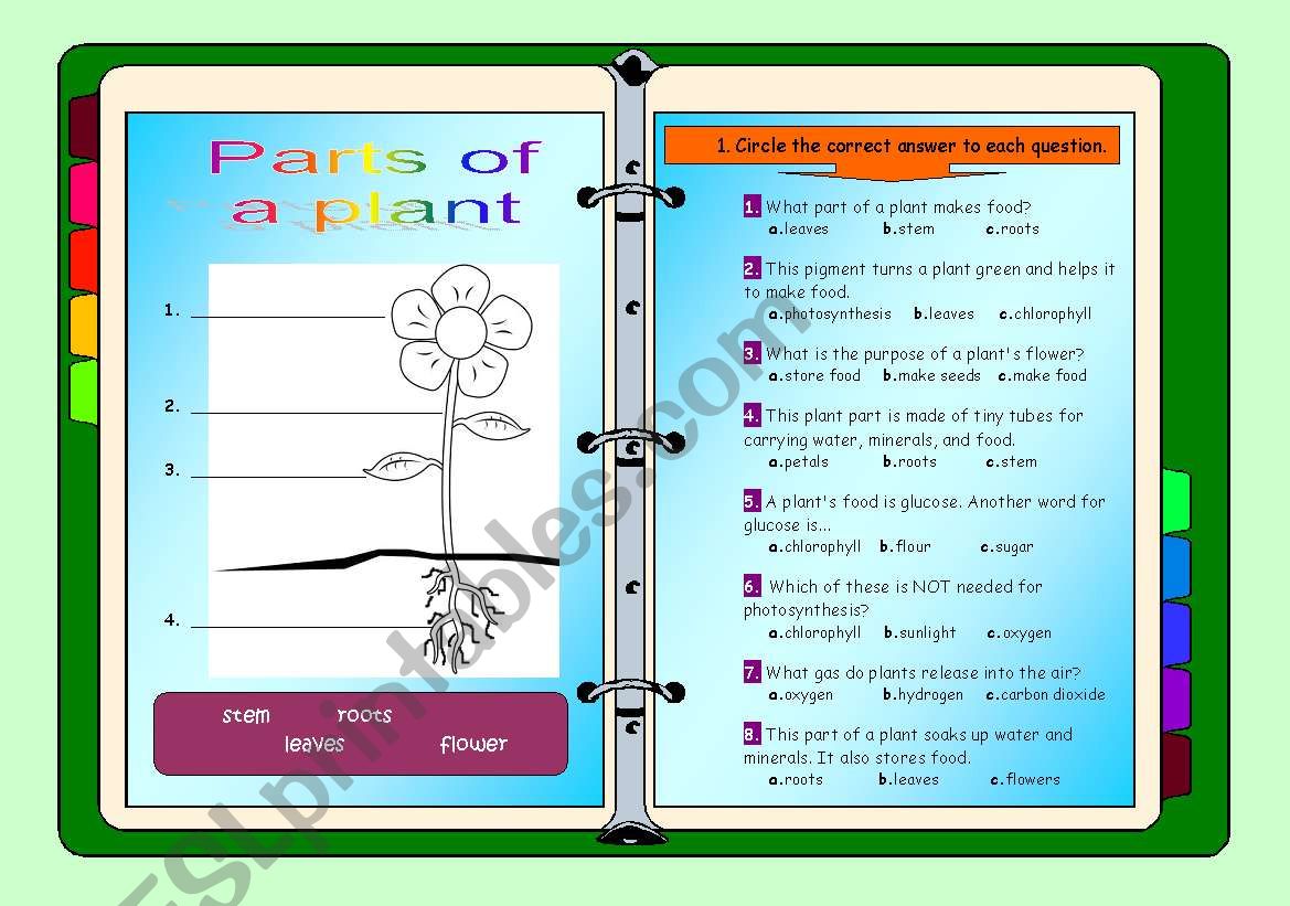 Parts of a plant worksheet