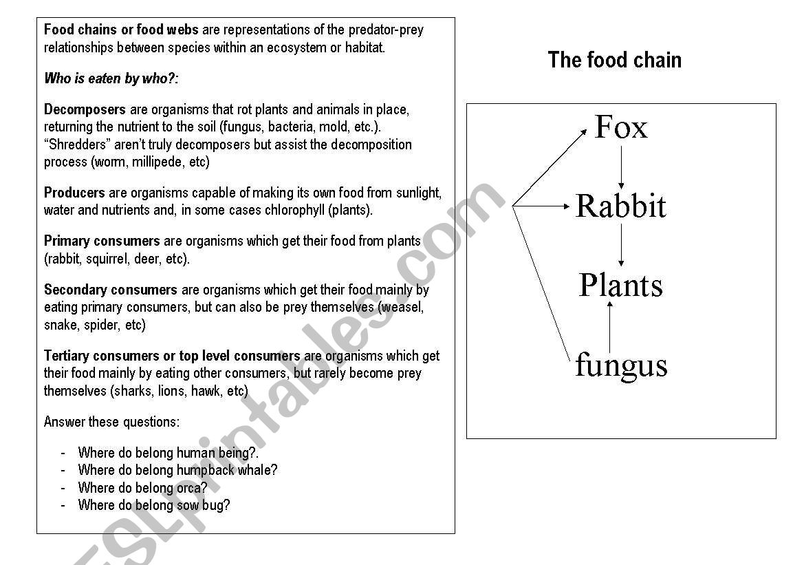 A food chain worksheet
