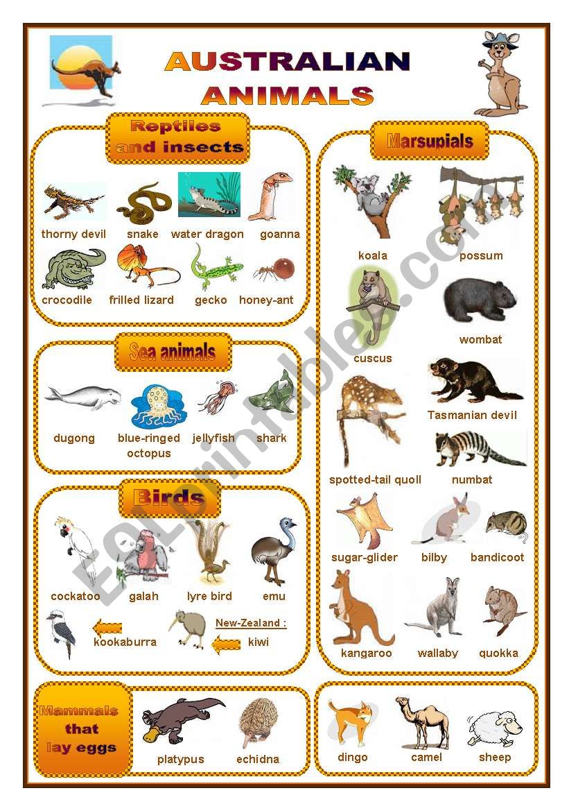 Australian animals: a pictionary (fully editable)