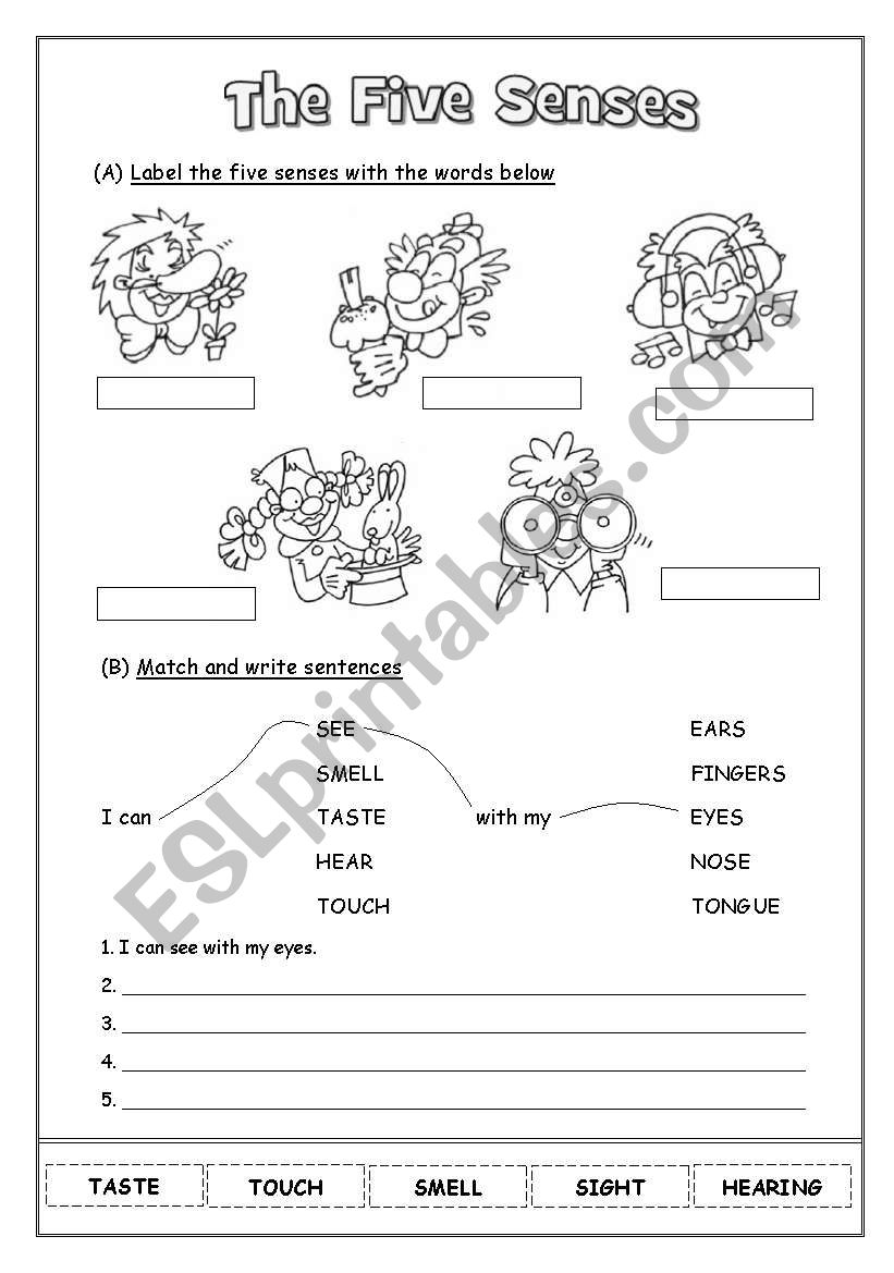 The Five Senses worksheet