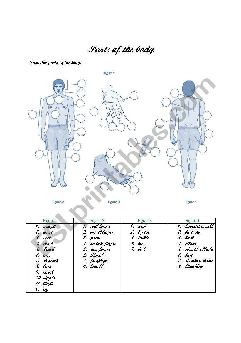 Parts of the Body worksheet