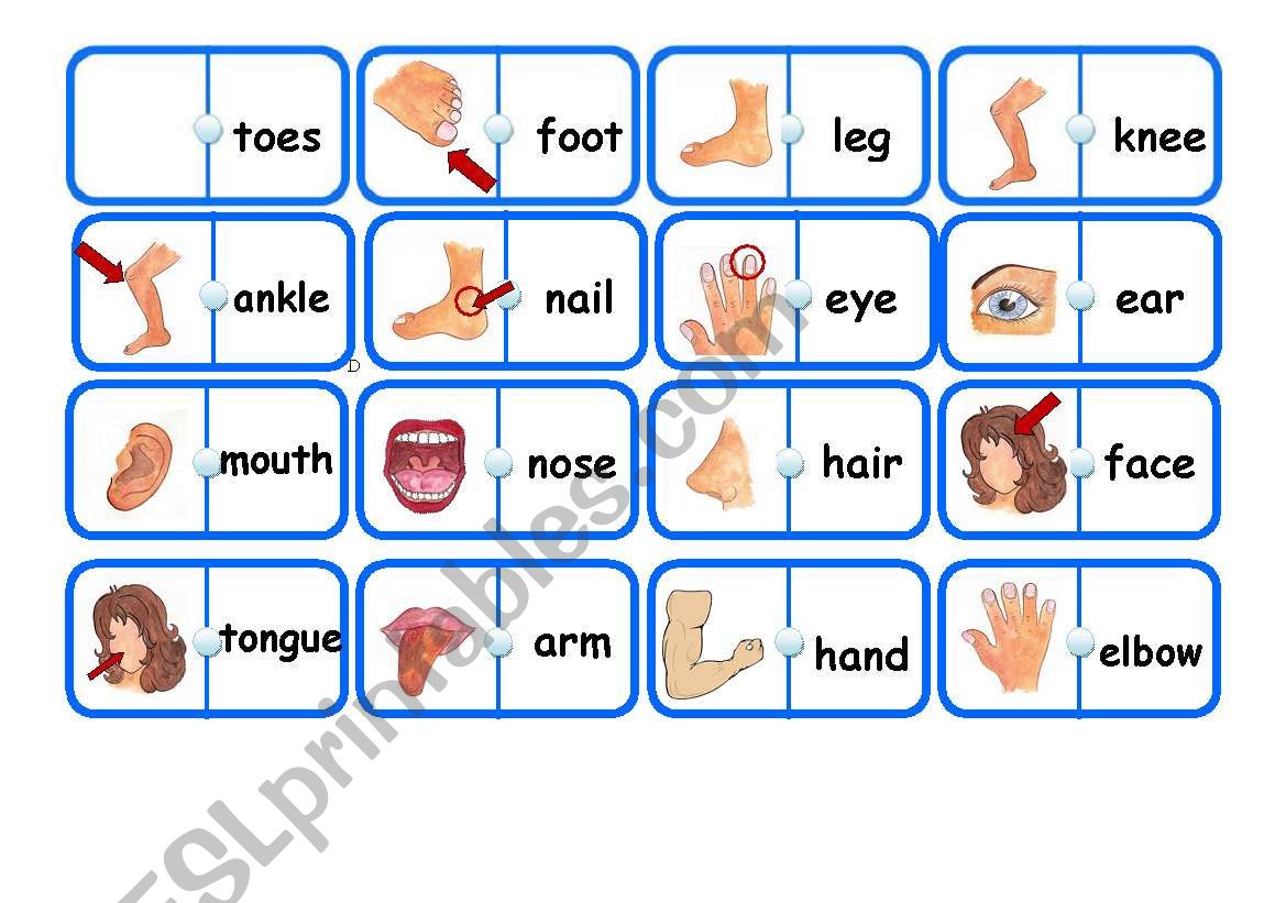 Parts of Body Dominoes - part 1