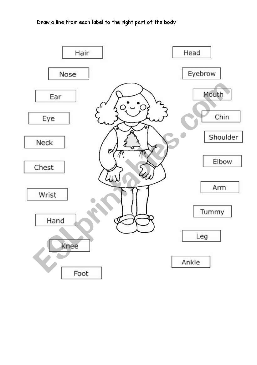 Our body worksheet