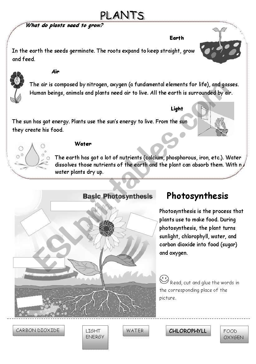 plants worksheet