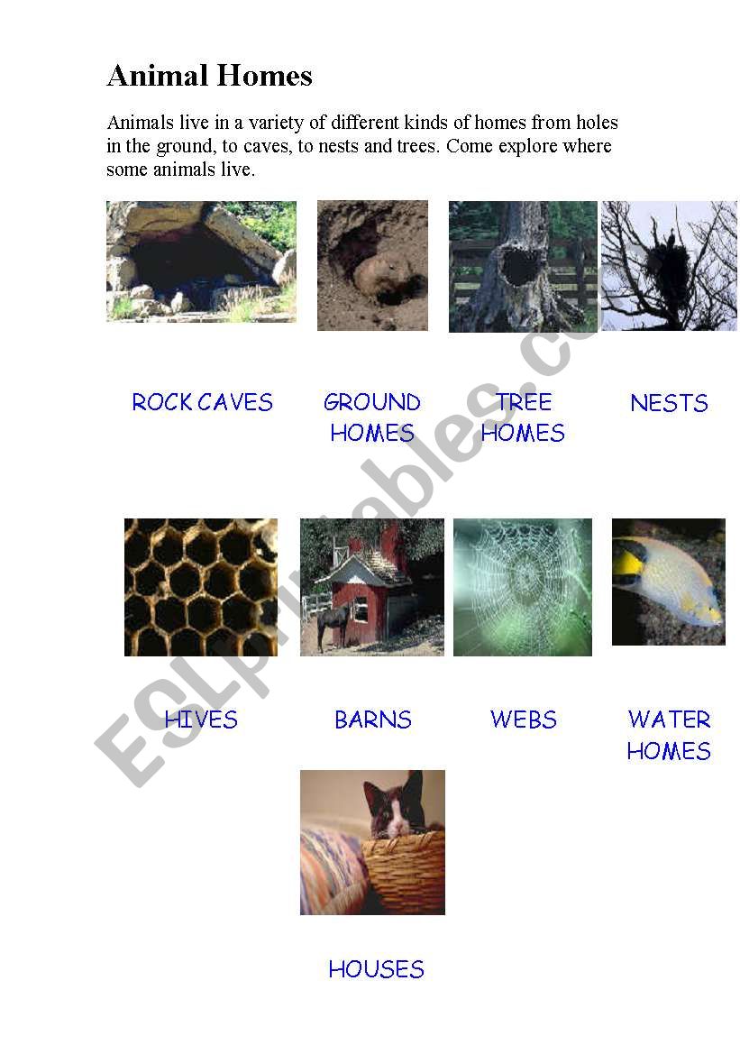 Animal Homes worksheet