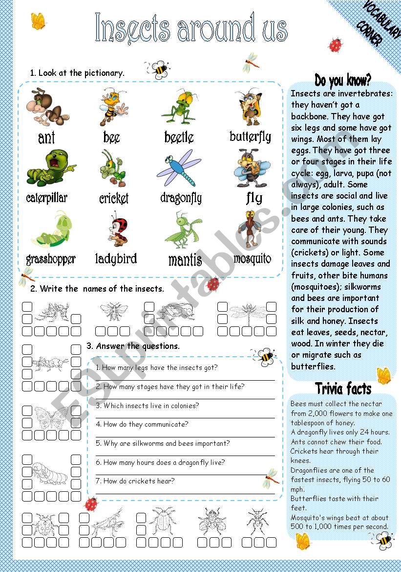 INSECTS AROUND US worksheet