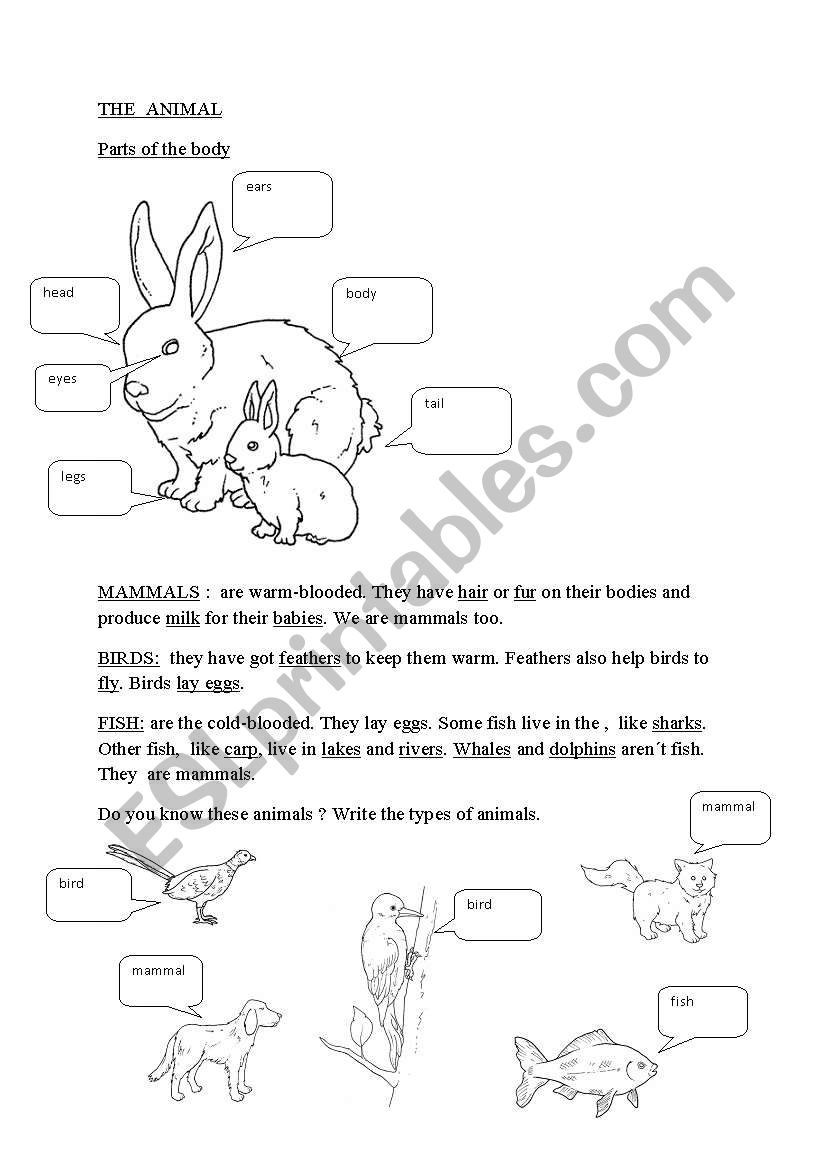 ANIMALS/TRANSPORT worksheet