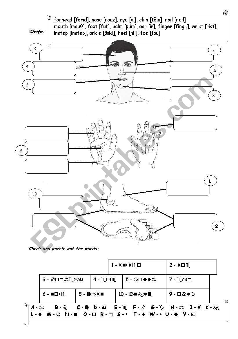 Vocabulary - parts of the body - head, hand, foot