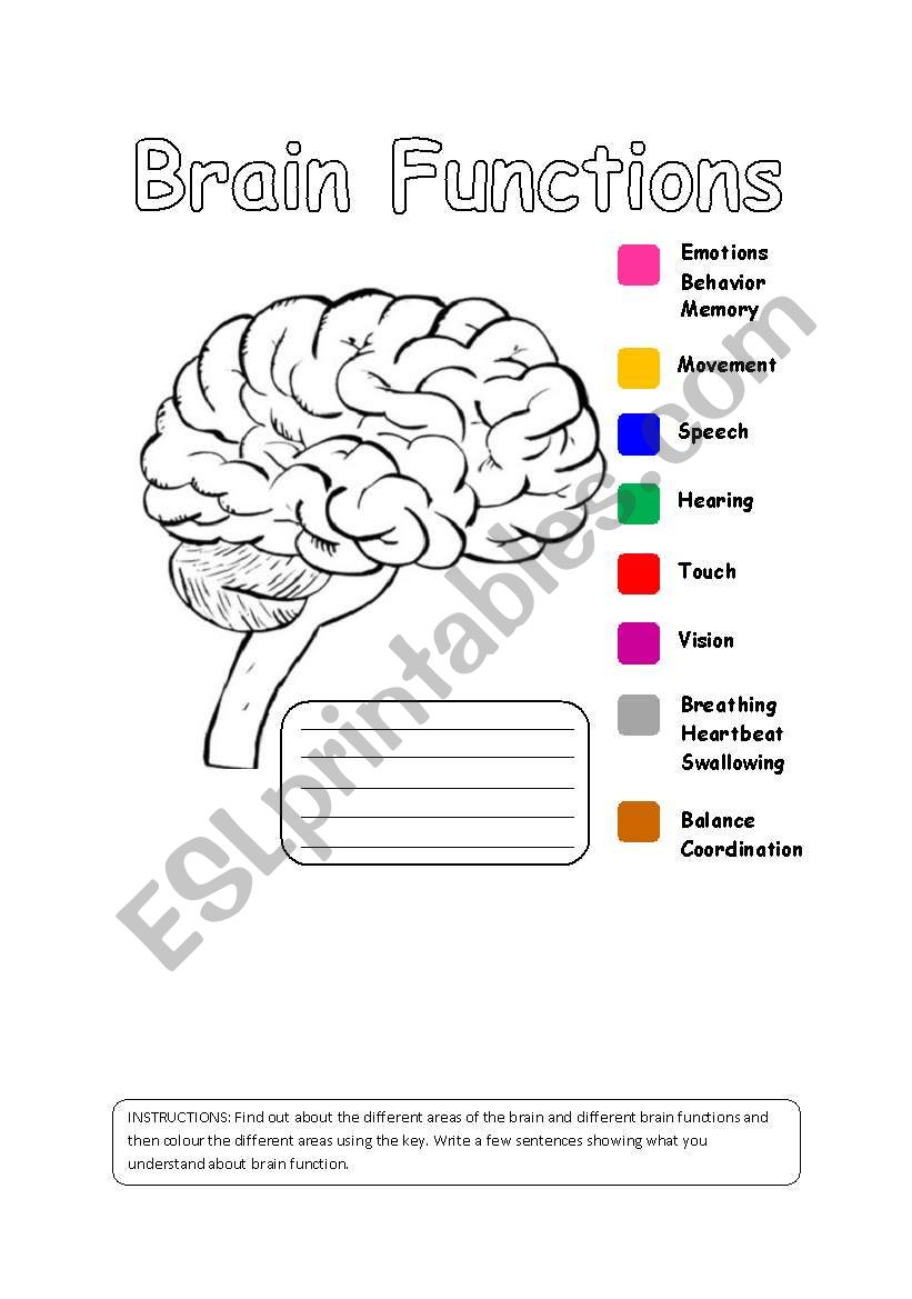 Human Brain Functions worksheet