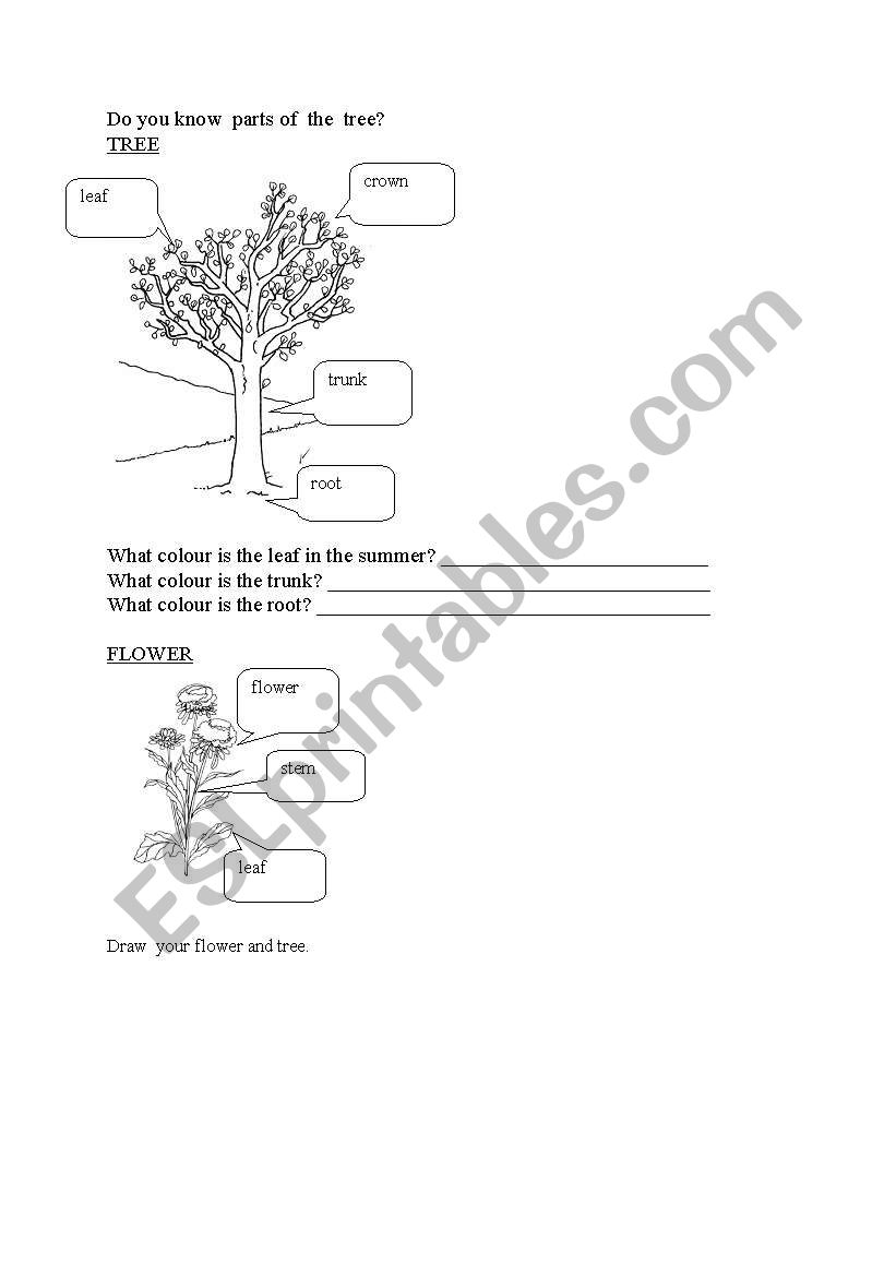 SCIENCE - Parts of the tree and flower