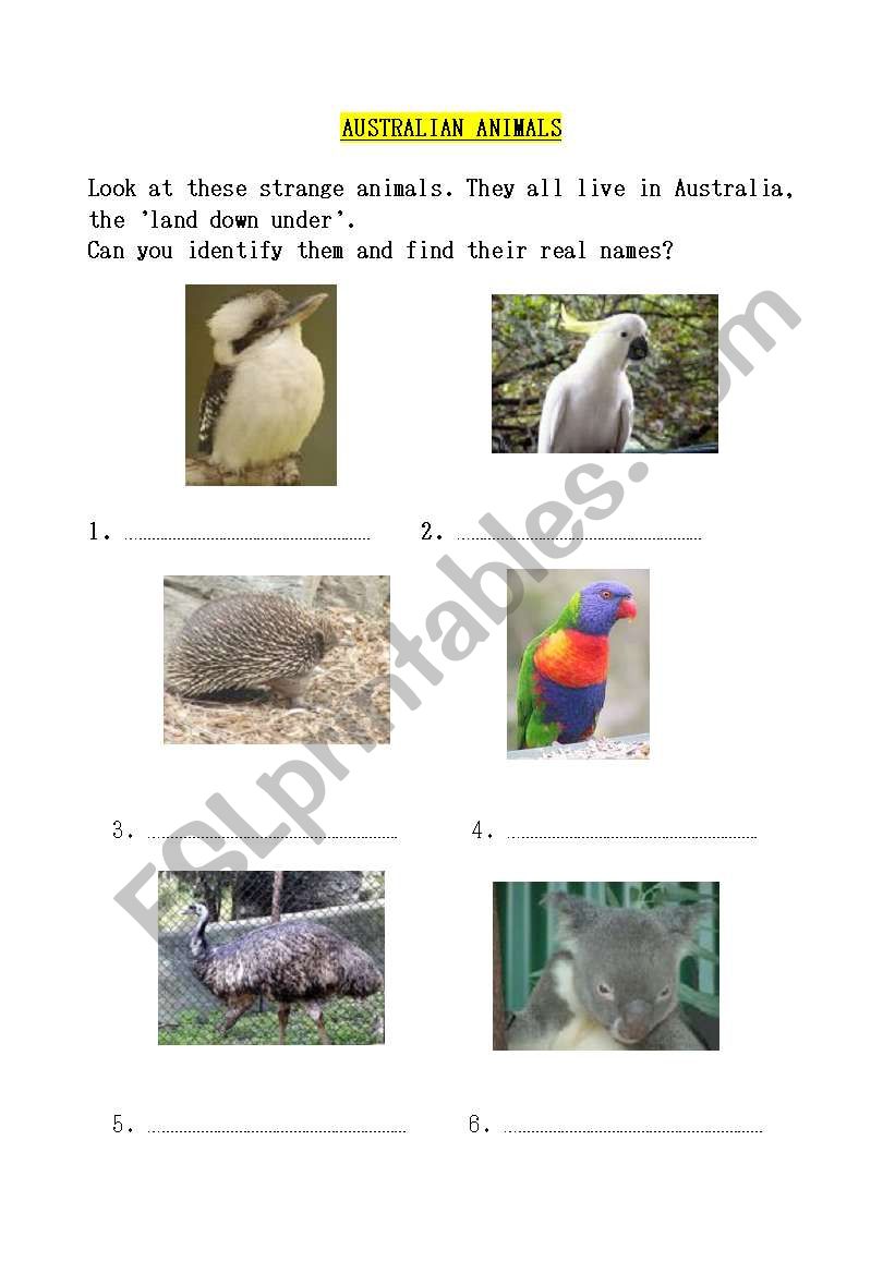 Australian animals worksheet