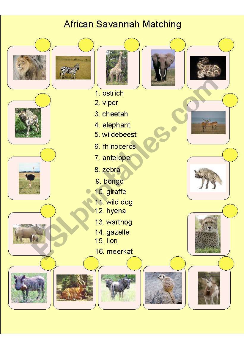 African Savannah Matching worksheet