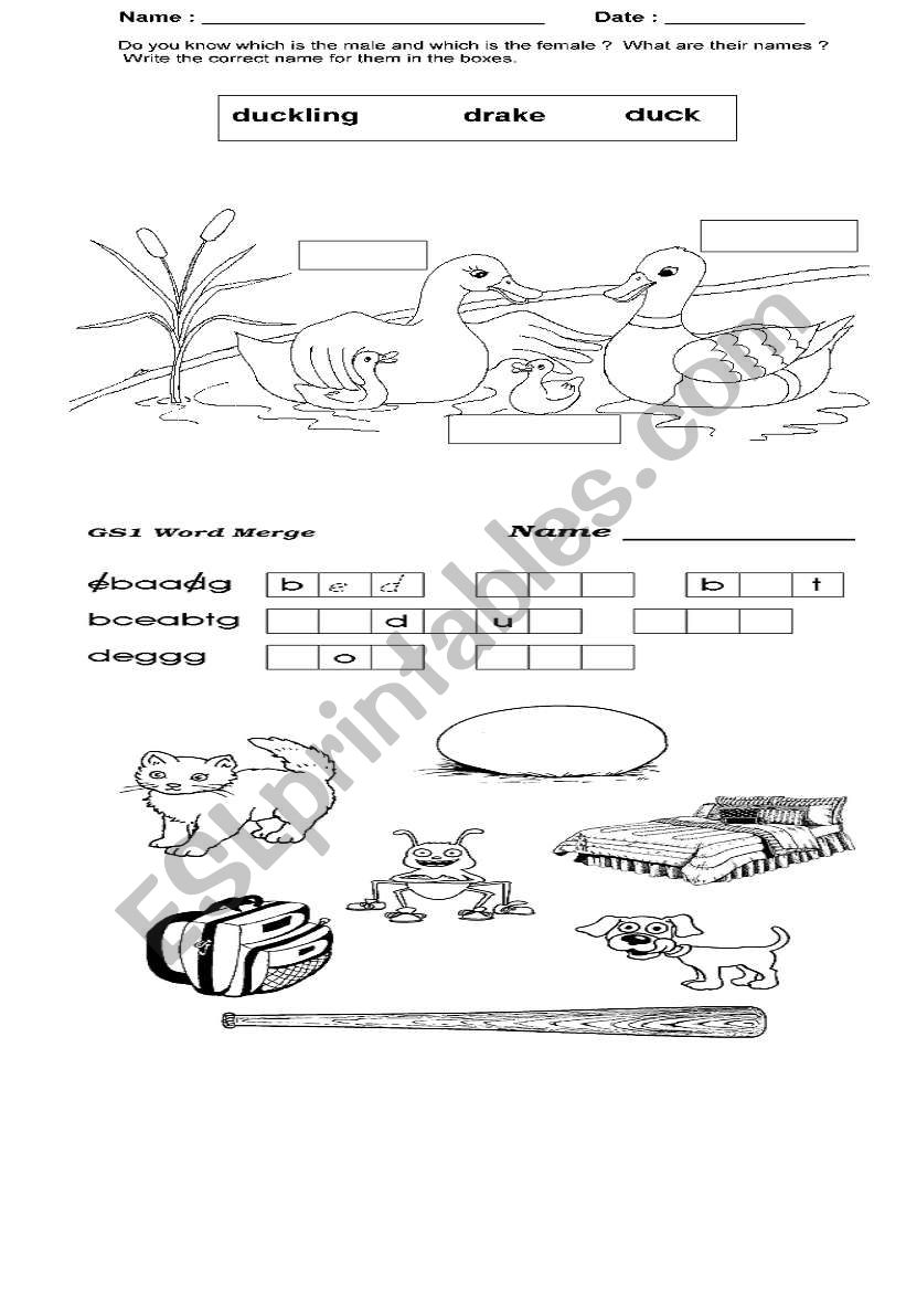 animals worksheet