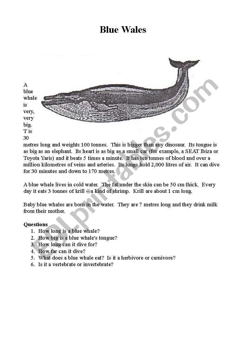 Blue Whales worksheet