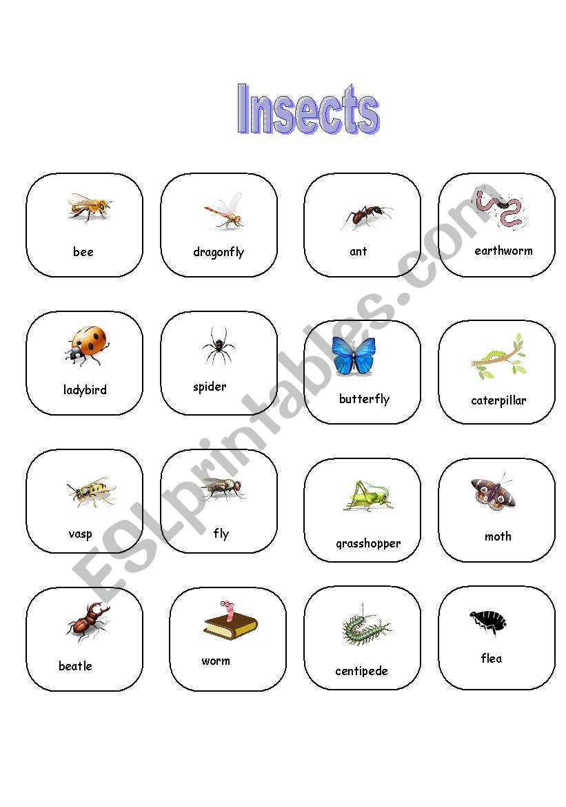 Insects-pictionary worksheet