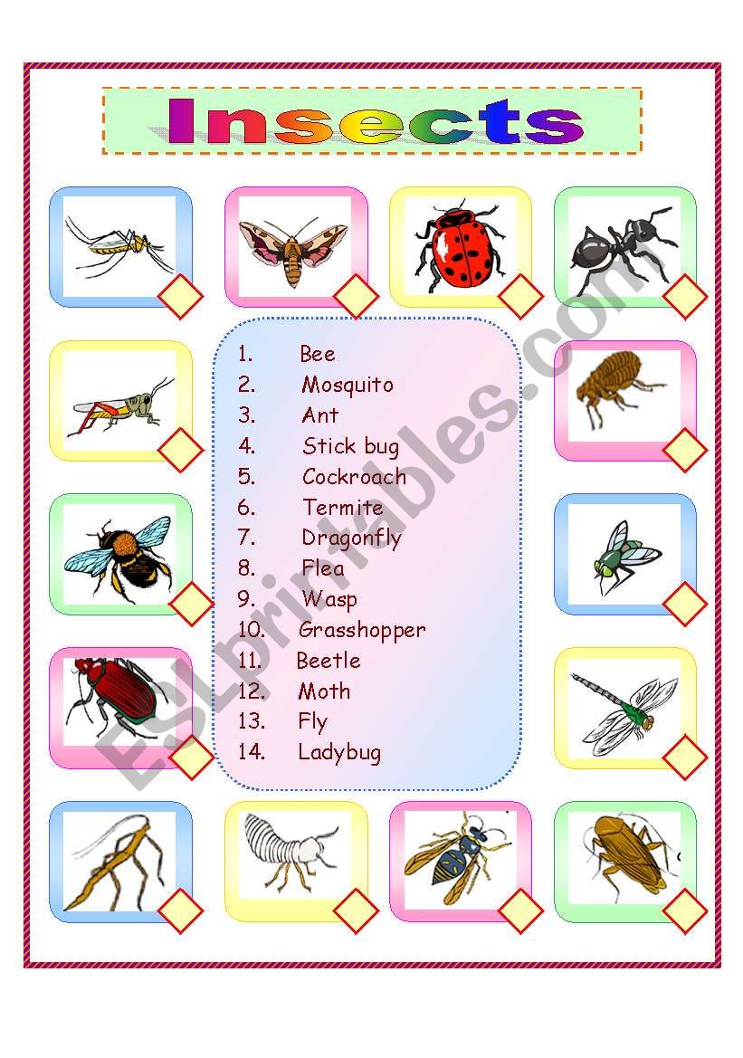Insects worksheet