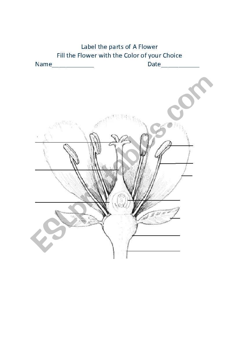 Parts of A Flower worksheet