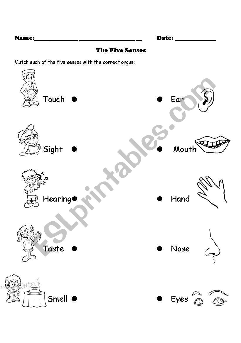 five senses worksheet