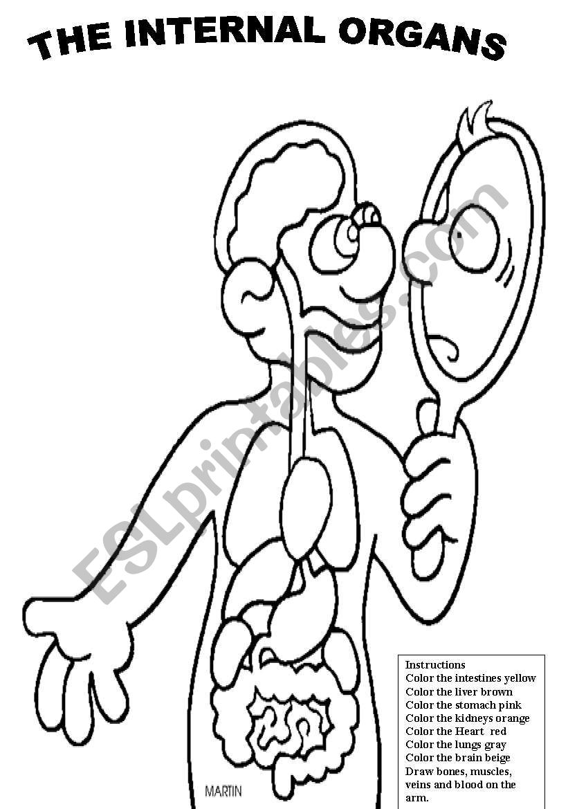 Identify the internal organs worksheet