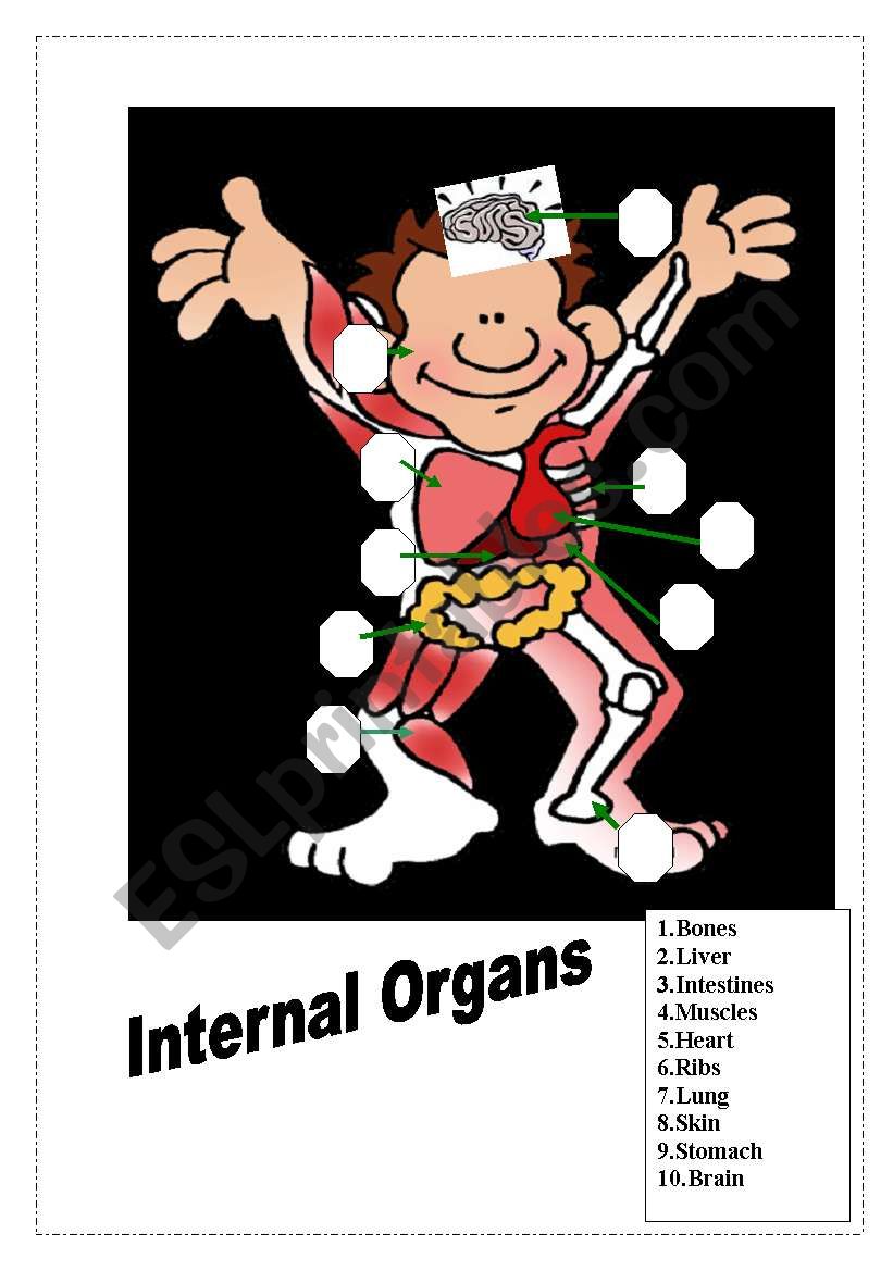 Match the organs worksheet
