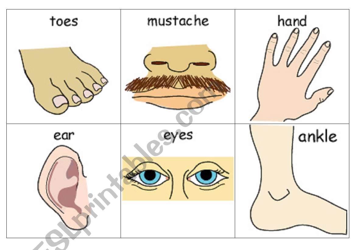 Body Parts worksheet