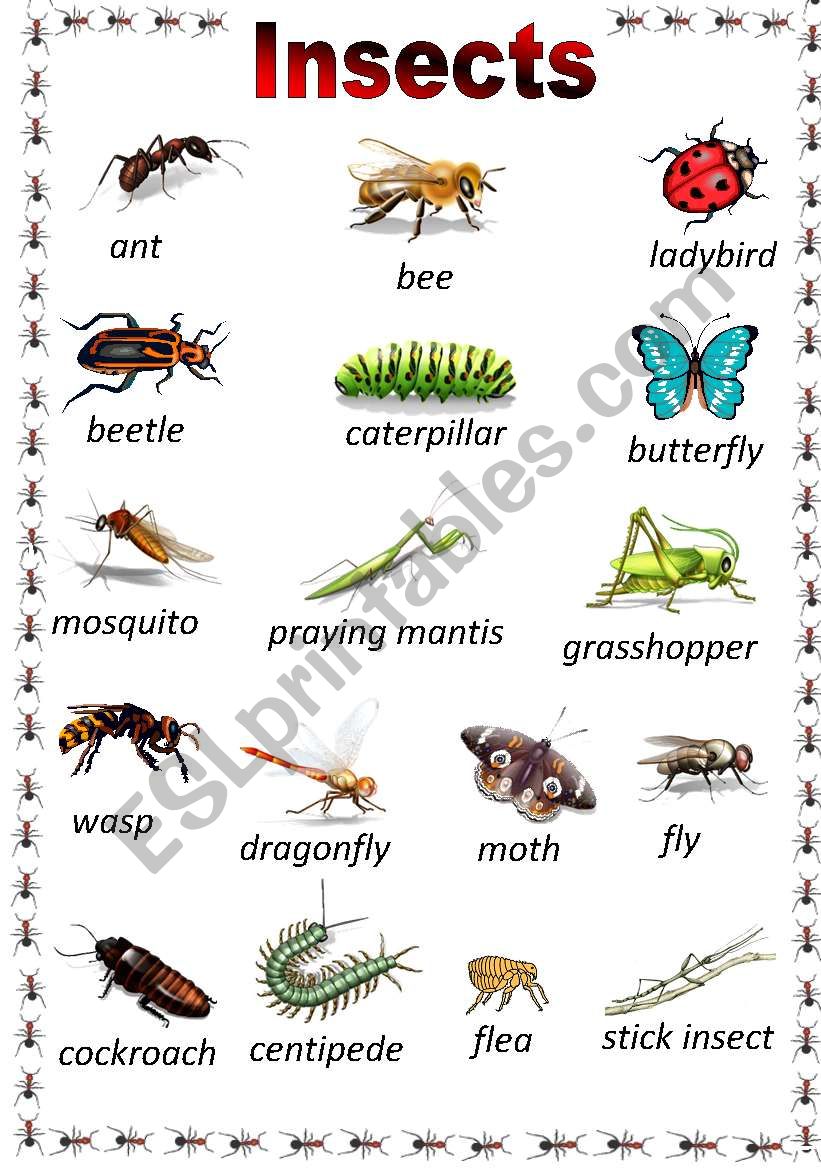 Insects Poster worksheet