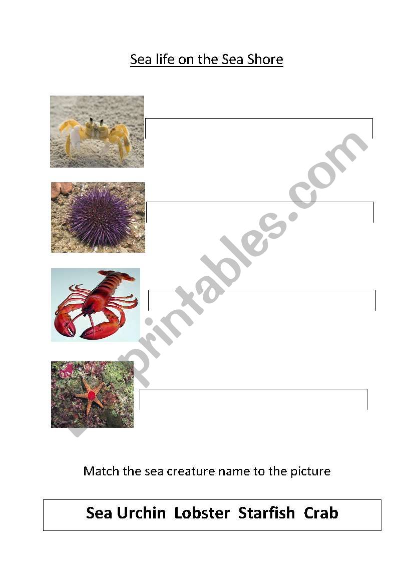 Sea Life on the Sea Shore worksheet