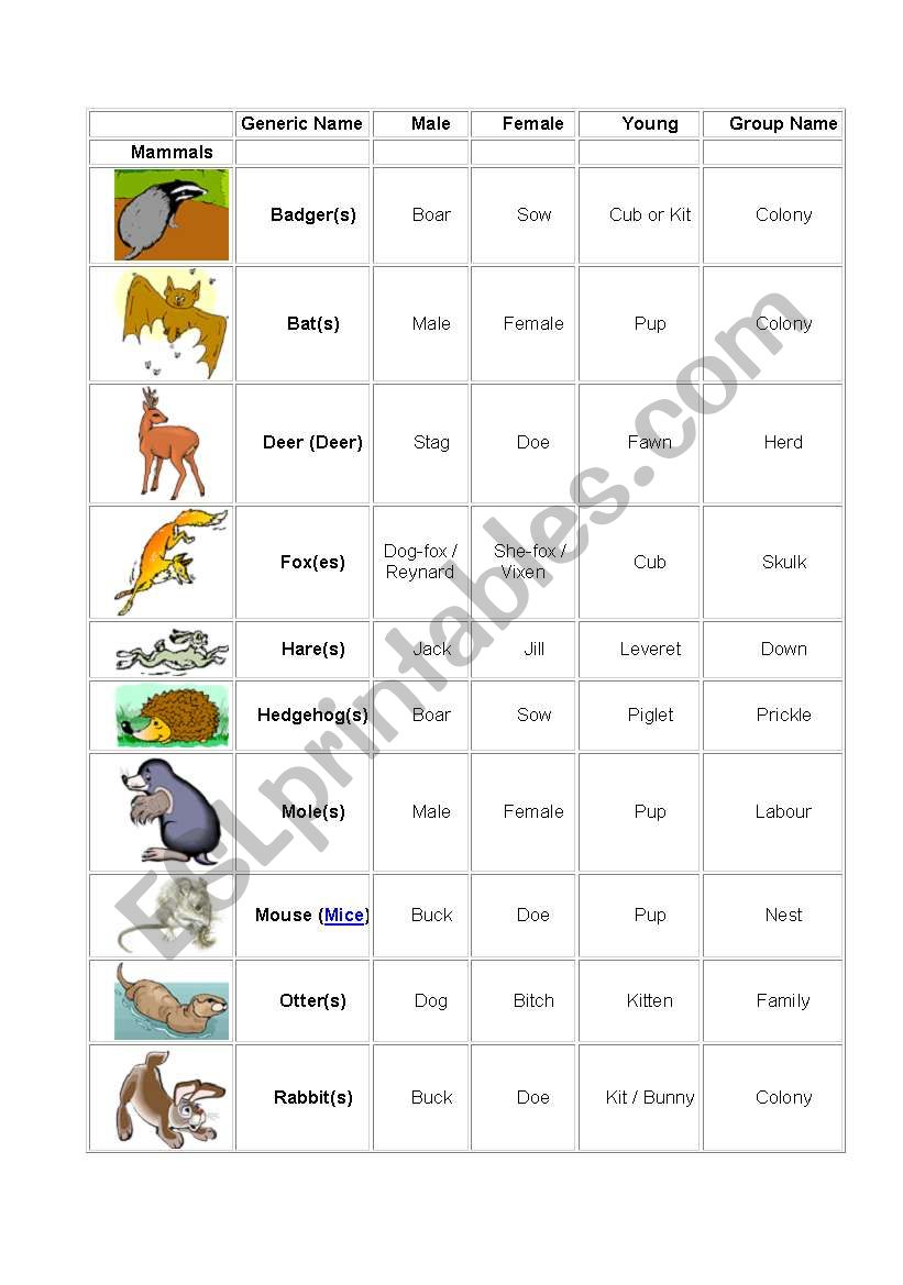 ANIMALS (1) worksheet