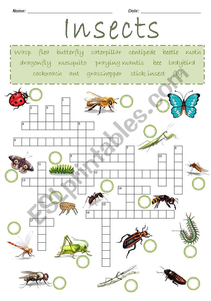 Insects Crossword Puzzle worksheet