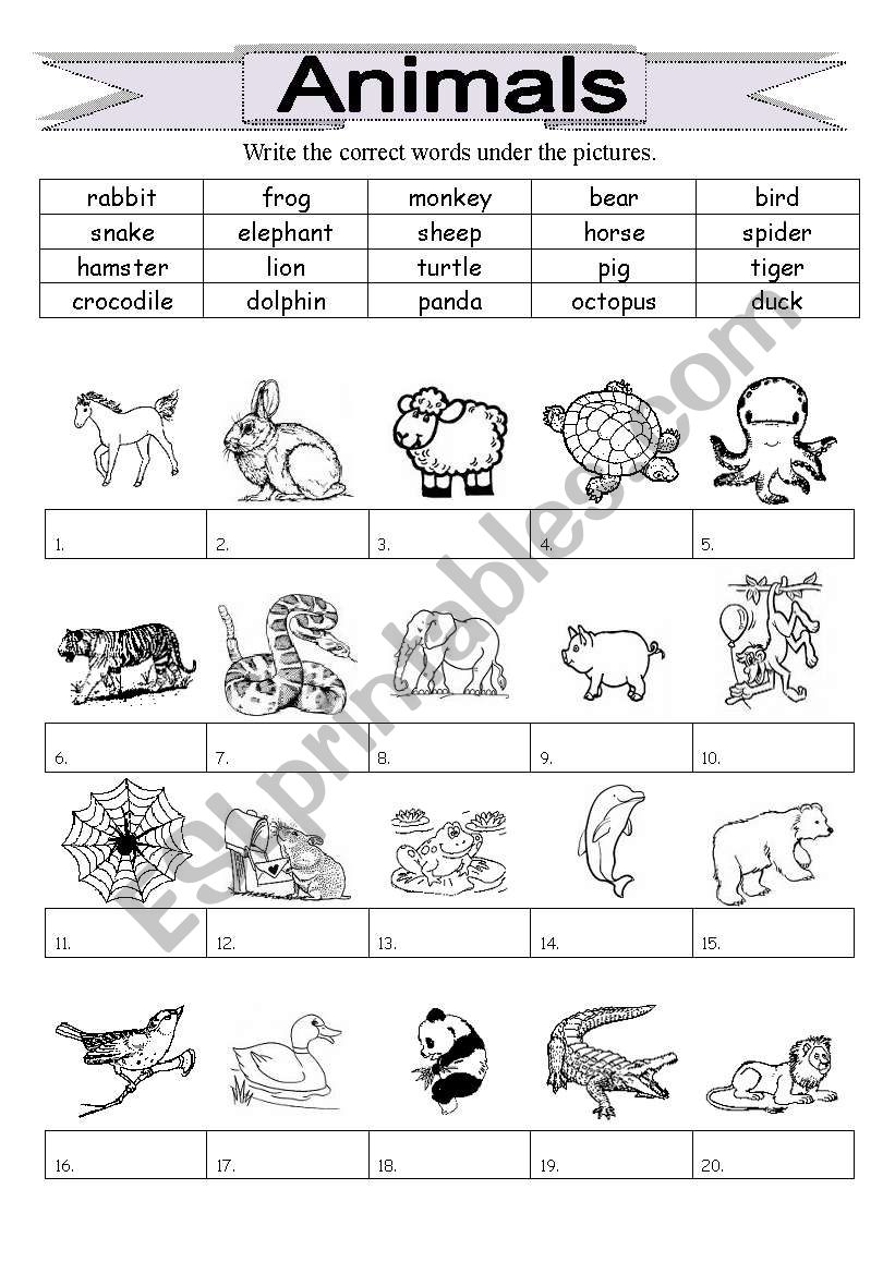 Animals worksheet