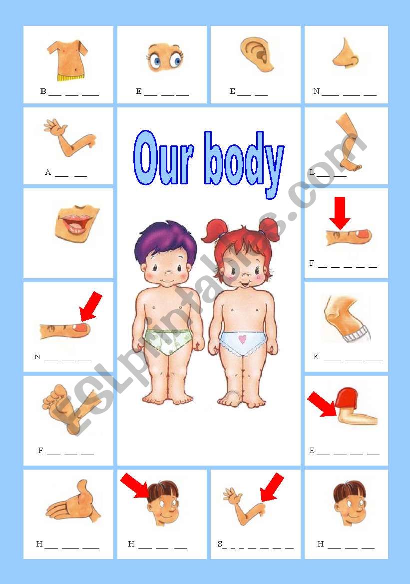 Our body worksheet