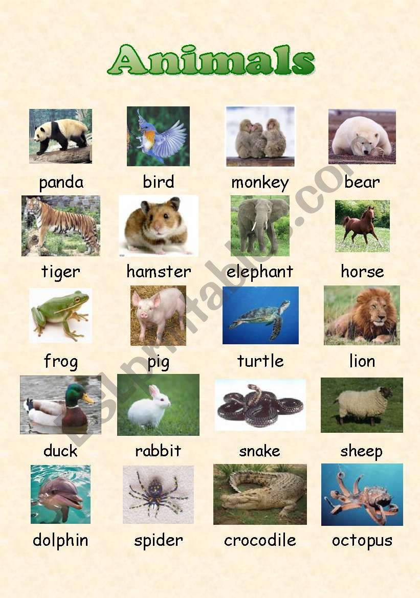 Animals Poster worksheet