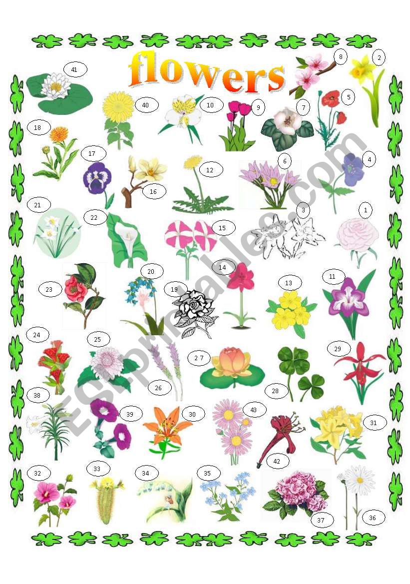 FLOWERS PICTIONARY, KEY INCLUDED, 2 PAGES