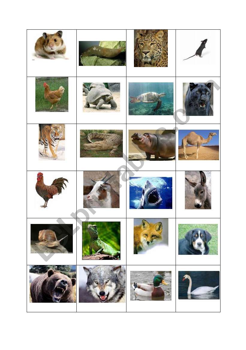 memory game animals worksheet