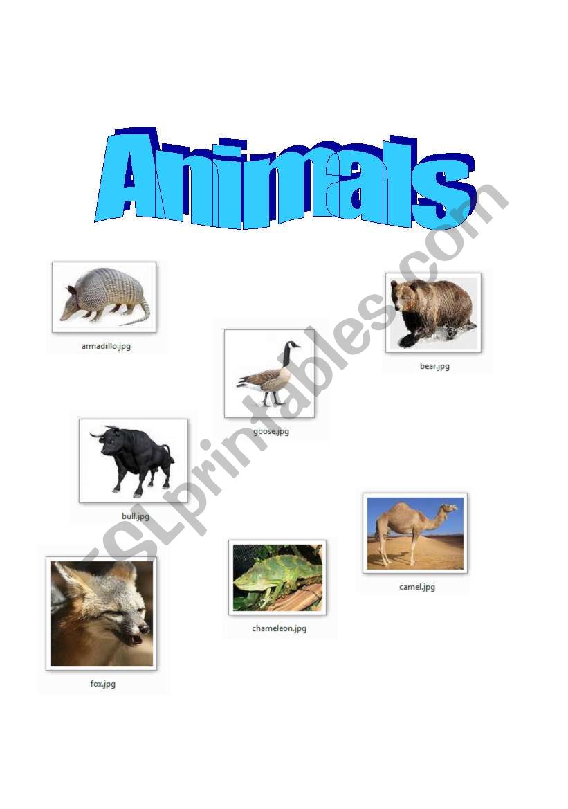 Animals worksheet