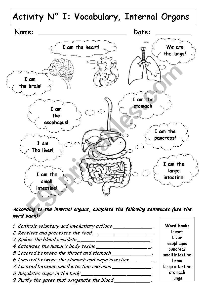 INTERNAL ORGANS worksheet